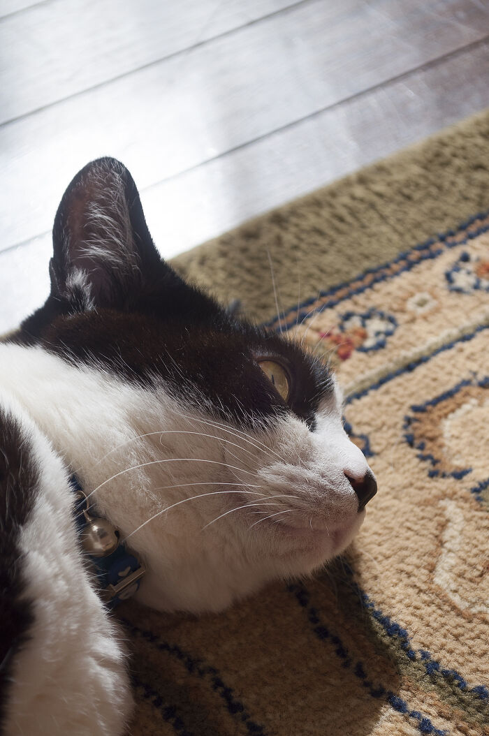 Our Little Black And White Stray Cat Started Life As A Piano, And Now He's A Tuxedo. The Story Of TJ; The Cat No One Wanted