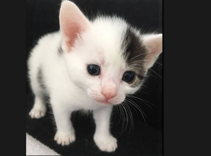 Just A Few Weeks Old (Before I Got Her And She Was Still With Her Mom)