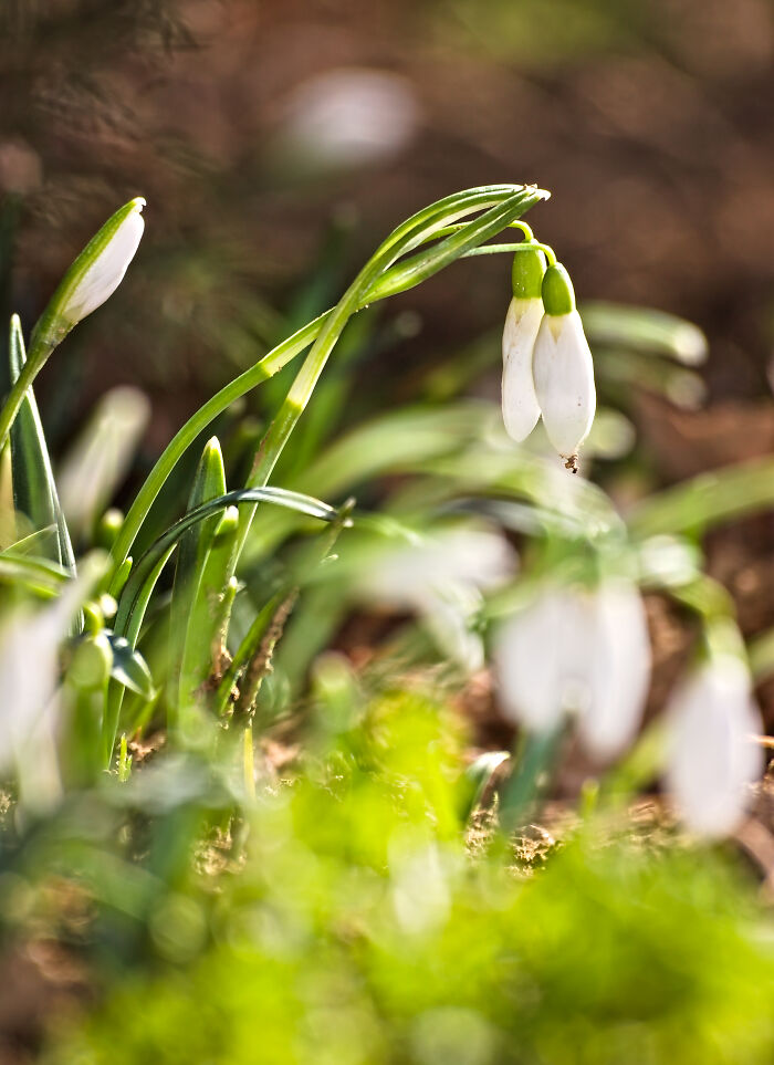 Some Snpowdrops For Spring :)