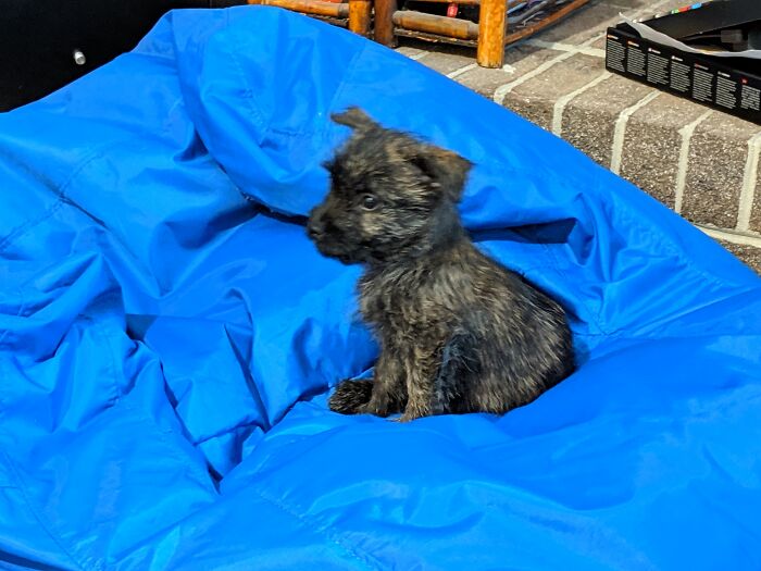 My Dog Used To Love This Chair