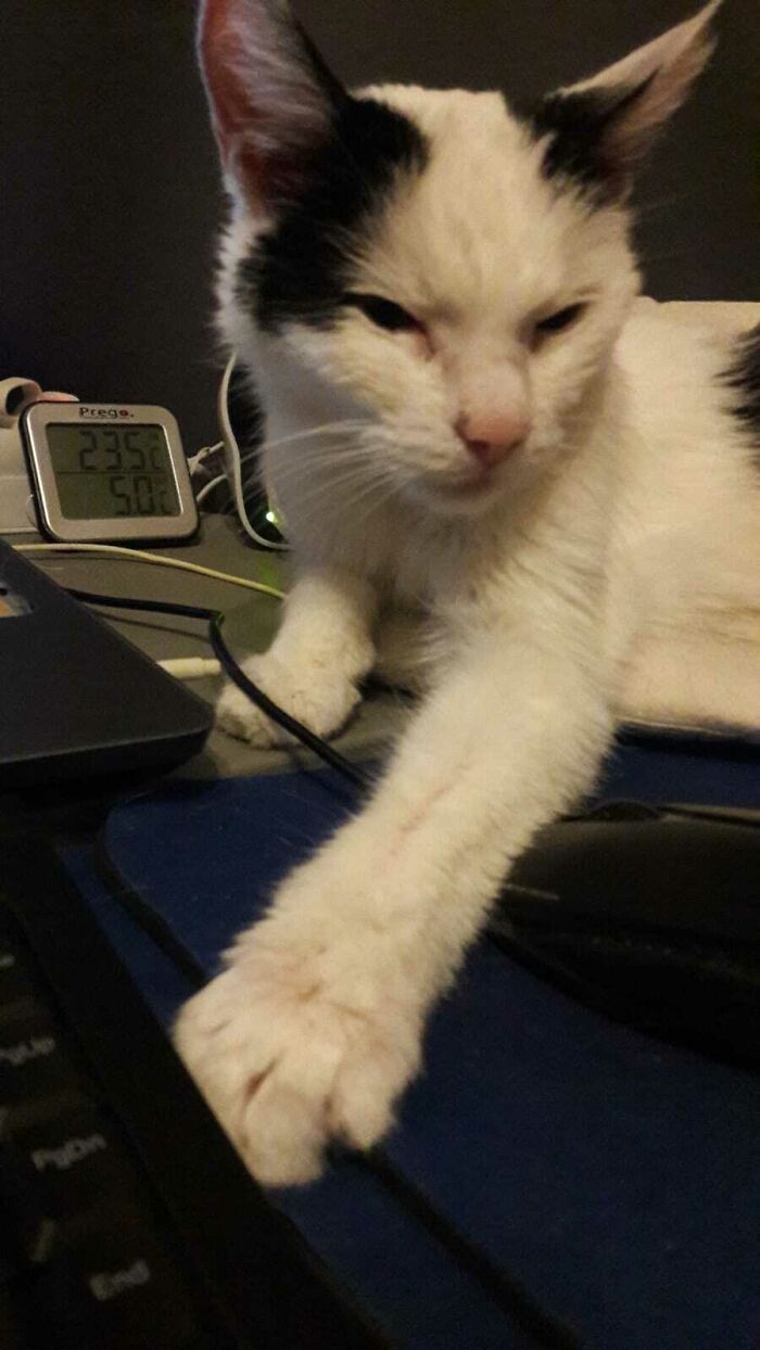 This Maisa. We Got Her About 13-Years Ago From A Cat Rescue Centre. She Had Her Own Special Spot On My Work Desk, Next To My Laptop. When She Wanted Attention, She Would Grab Th Emouse And Pull It Towards Her. I Called Her Our Little Ancient Goddess. 10-Days Ago, She Died Of Old-Age - She Was 15½-Years Old. Sleep Well, My Little One..
