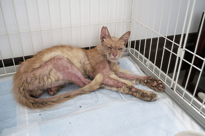 More Photos Of Chataro's Amazing Transformation More Photos Of Chataro's Amazing Transformation