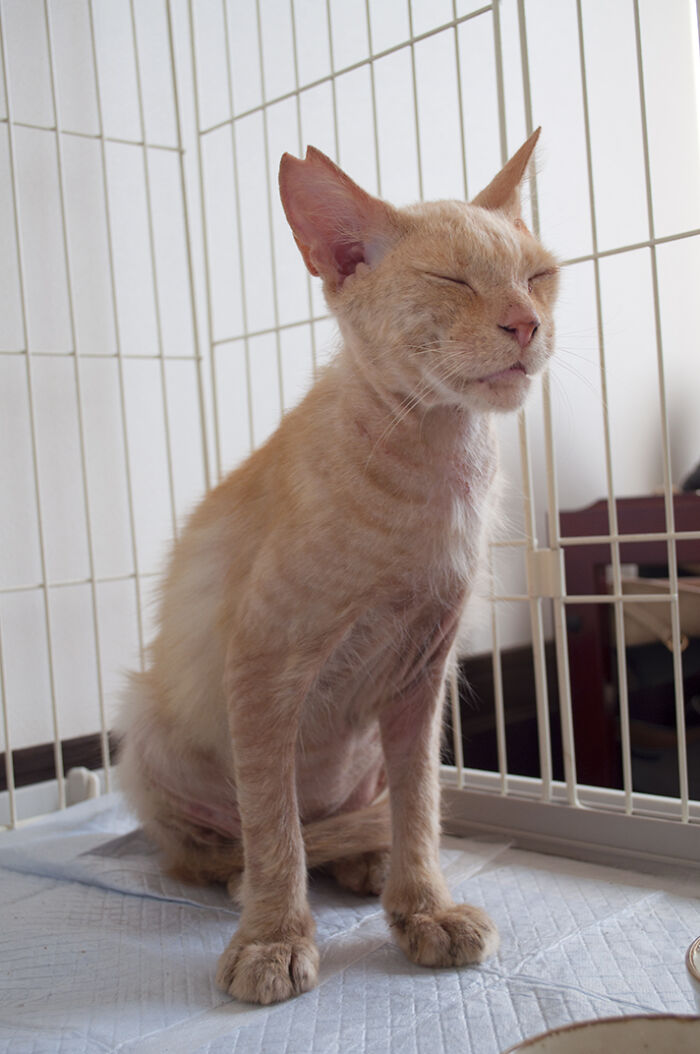 More Photos Of Chataro's Amazing Transformation More Photos Of Chataro's Amazing Transformation