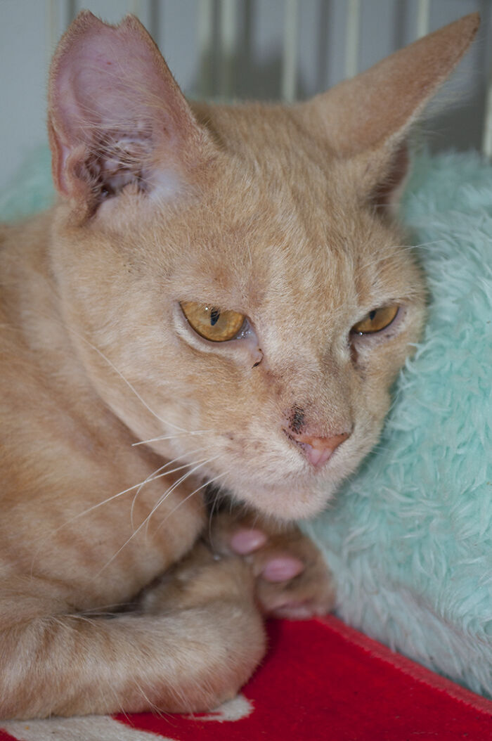 More Photos Of Chataro's Amazing Transformation More Photos Of Chataro's Amazing Transformation