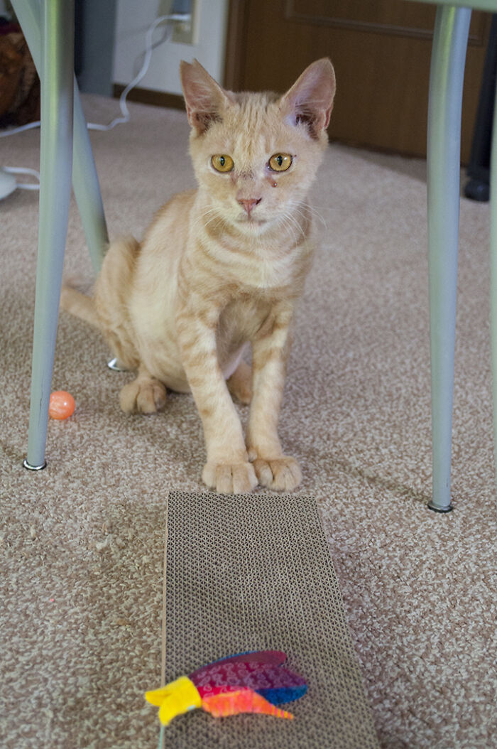 More Photos Of Chataro's Amazing Transformation More Photos Of Chataro's Amazing Transformation