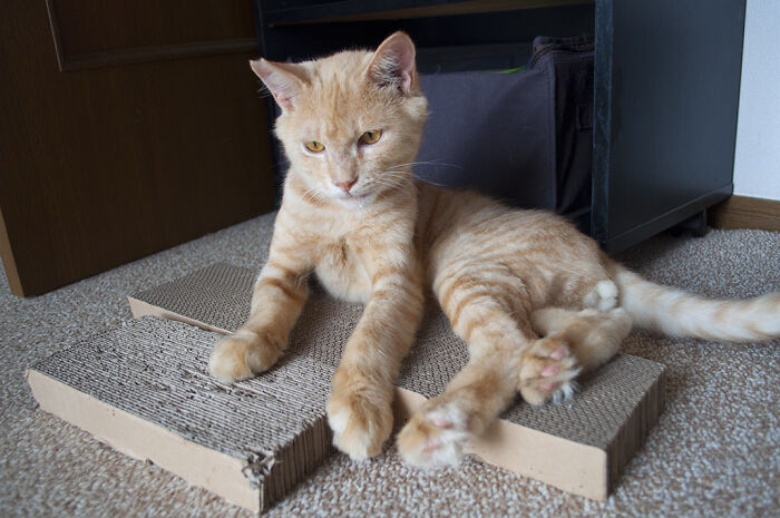 More Photos Of Chataro's Amazing Transformation More Photos Of Chataro's Amazing Transformation