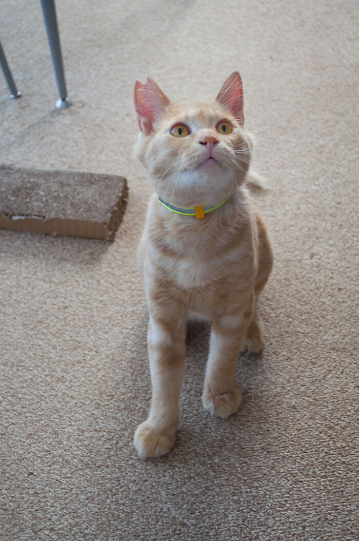 More Photos Of Chataro's Amazing Transformation