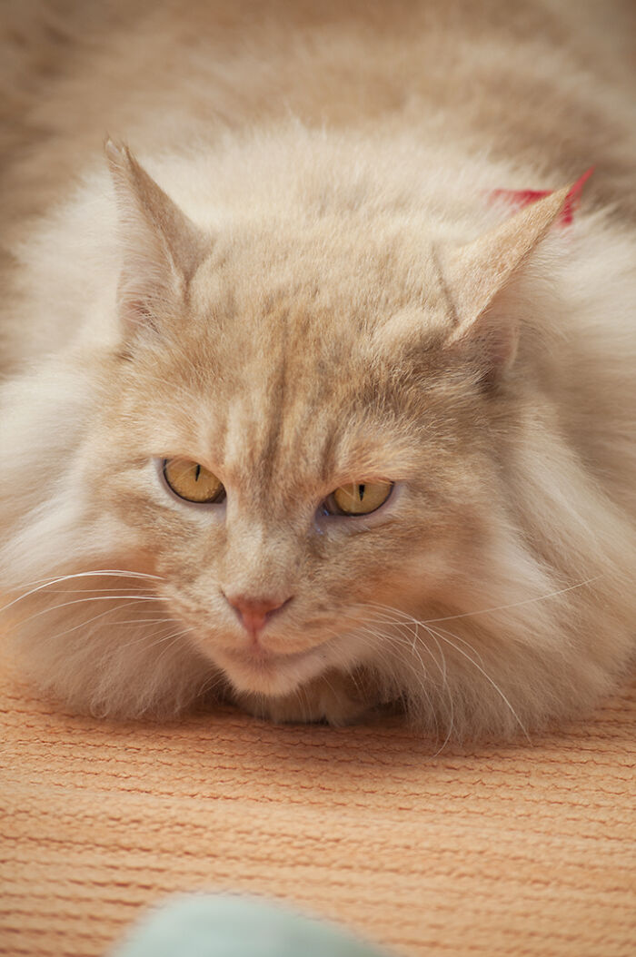 More Photos Of Chataro's Amazing Transformation