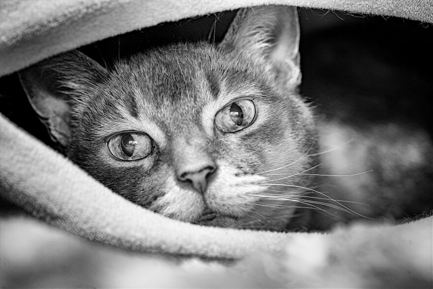 There Aren't Enough Black And White Photographs Of Cats, Nor Can There Be, So Here Are Mine