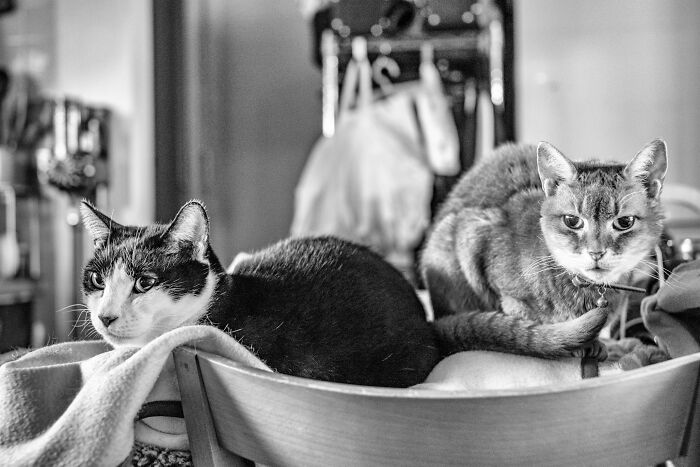 Our Little Black And White Stray Cat Started Life As A Piano, And Now He's A Tuxedo. The Story Of TJ; The Cat No One Wanted Our Little Black And White Stray Cat Started Life As A Piano, And Now He's A Tuxedo. The Story Of TJ; The Cat No One Wanted