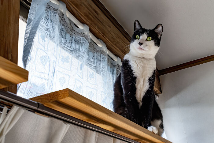 Our Little Black And White Stray Cat Started Life As A Piano, And Now He's A Tuxedo. The Story Of TJ; The Cat No One Wanted