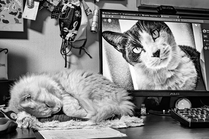 Our Little Black And White Stray Cat Started Life As A Piano, And Now He's A Tuxedo. The Story Of TJ; The Cat No One Wanted Our Little Black And White Stray Cat Started Life As A Piano, And Now He's A Tuxedo. The Story Of TJ; The Cat No One Wanted