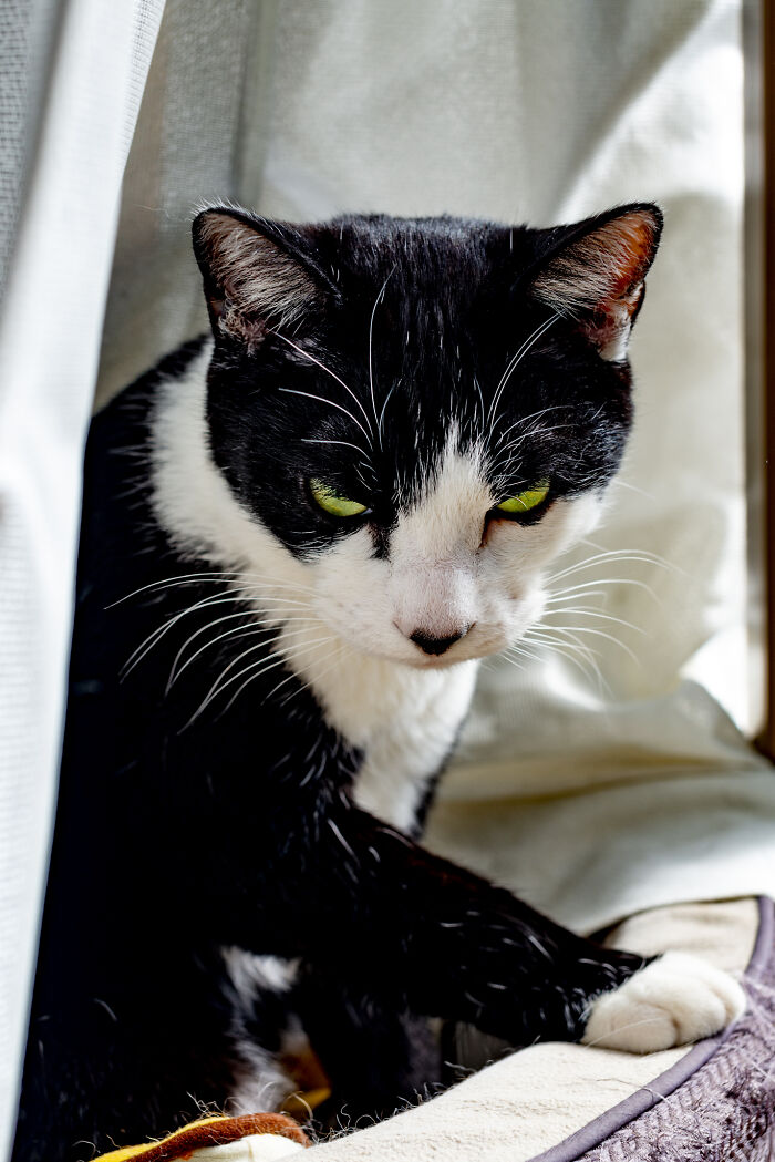 Our Little Black And White Stray Cat Started Life As A Piano, And Now He's A Tuxedo. The Story Of TJ; The Cat No One Wanted