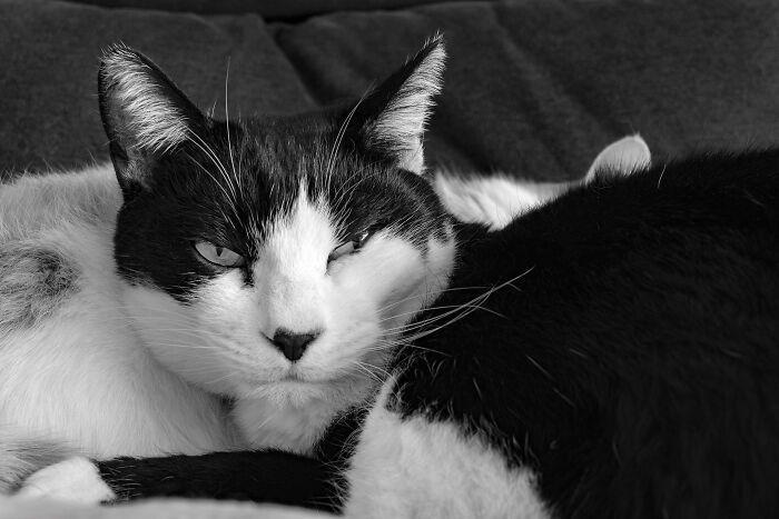 Our Little Black And White Stray Cat Started Life As A Piano, And Now He's A Tuxedo. The Story Of TJ; The Cat No One Wanted