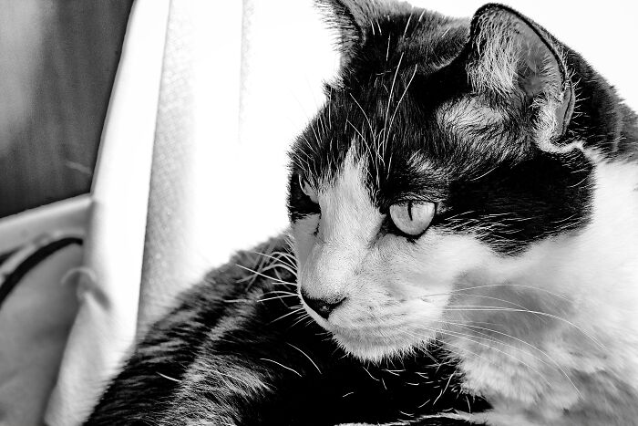 Our Little Black And White Stray Cat Started Life As A Piano, And Now He's A Tuxedo. The Story Of TJ; The Cat No One Wanted Our Little Black And White Stray Cat Started Life As A Piano, And Now He's A Tuxedo. The Story Of TJ; The Cat No One Wanted