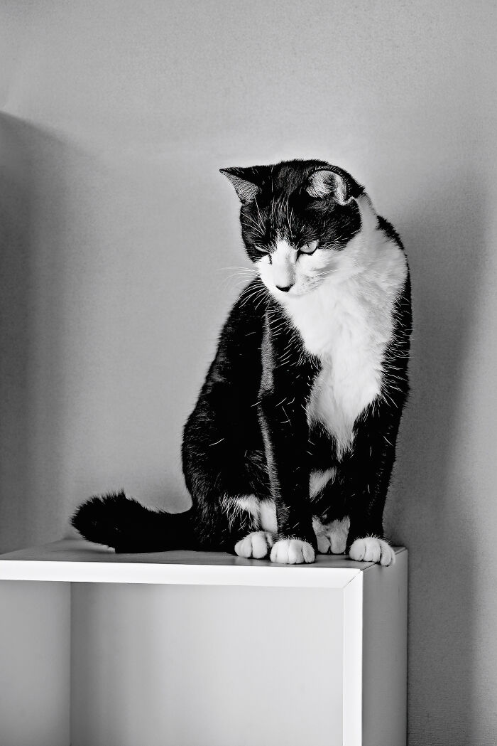 Our Little Black And White Stray Cat Started Life As A Piano, And Now He's A Tuxedo. The Story Of TJ; The Cat No One Wanted