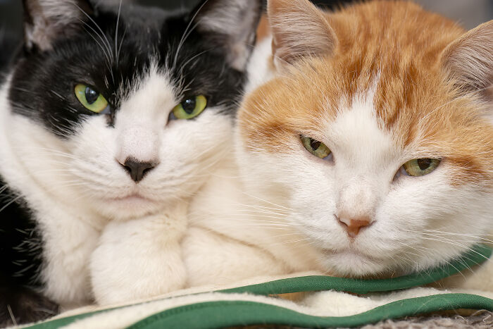 Our Little Black And White Stray Cat Started Life As A Piano, And Now He's A Tuxedo. The Story Of TJ; The Cat No One Wanted