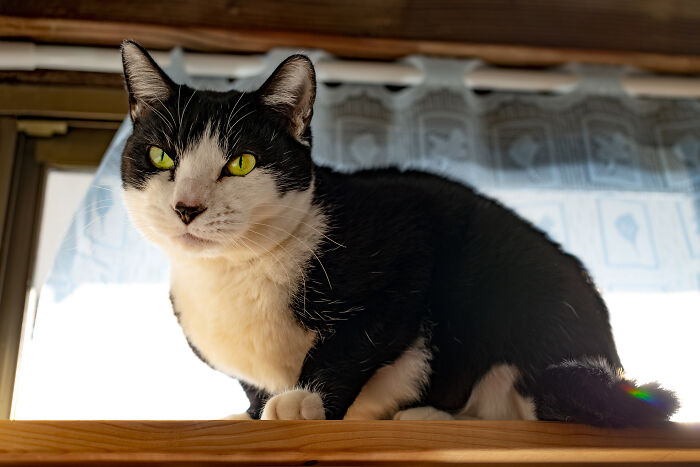 Our Little Black And White Stray Cat Started Life As A Piano, And Now He's A Tuxedo. The Story Of TJ; The Cat No One Wanted Our Little Black And White Stray Cat Started Life As A Piano, And Now He's A Tuxedo. The Story Of TJ; The Cat No One Wanted