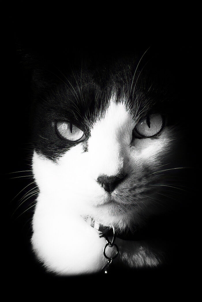 Our Little Black And White Stray Cat Started Life As A Piano, And Now He's A Tuxedo. The Story Of TJ; The Cat No One Wanted Our Little Black And White Stray Cat Started Life As A Piano, And Now He's A Tuxedo. The Story Of TJ; The Cat No One Wanted