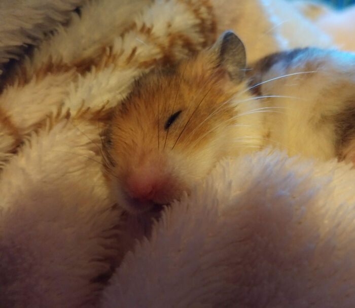 Sleepy Baby Napstablook The Hamster