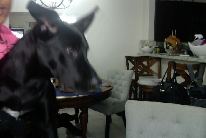 Rayder!! My Hyper Puppy!