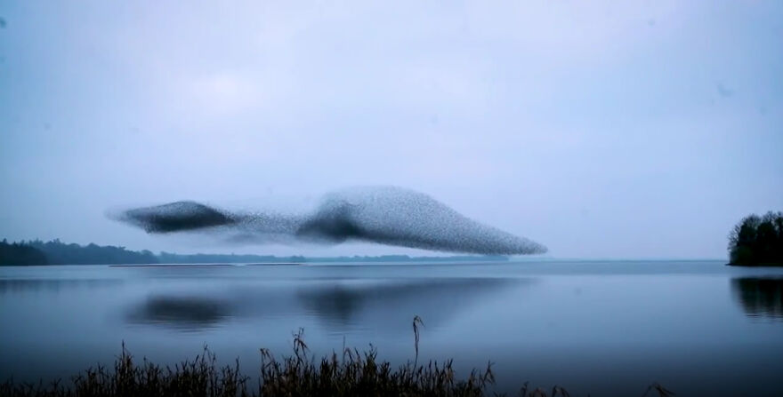 After Following Starlings For 3 Months, This Irish Photographer Captures An Incredible Murmuration In The Shape Of A Huge Bird After Following Starlings For 3 Months, This Irish Photographer Captures An Incredible Murmuration In The Shape Of A Huge Bird
