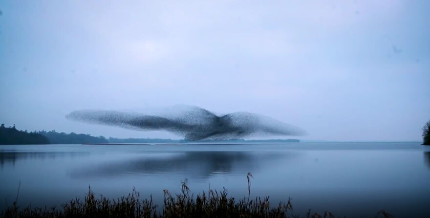 After Following Starlings For 3 Months, This Irish Photographer Captures An Incredible Murmuration In The Shape Of A Huge Bird After Following Starlings For 3 Months, This Irish Photographer Captures An Incredible Murmuration In The Shape Of A Huge Bird