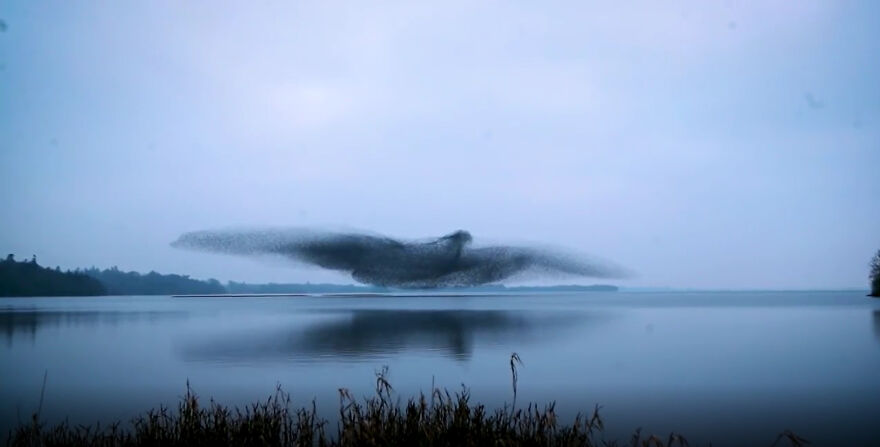 After Following Starlings For 3 Months, This Irish Photographer Captures An Incredible Murmuration In The Shape Of A Huge Bird