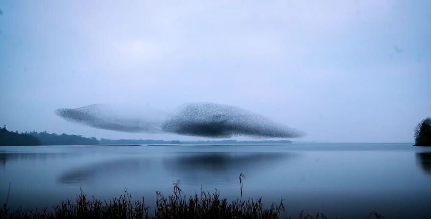 After Following Starlings For 3 Months, This Irish Photographer Captures An Incredible Murmuration In The Shape Of A Huge Bird After Following Starlings For 3 Months, This Irish Photographer Captures An Incredible Murmuration In The Shape Of A Huge Bird