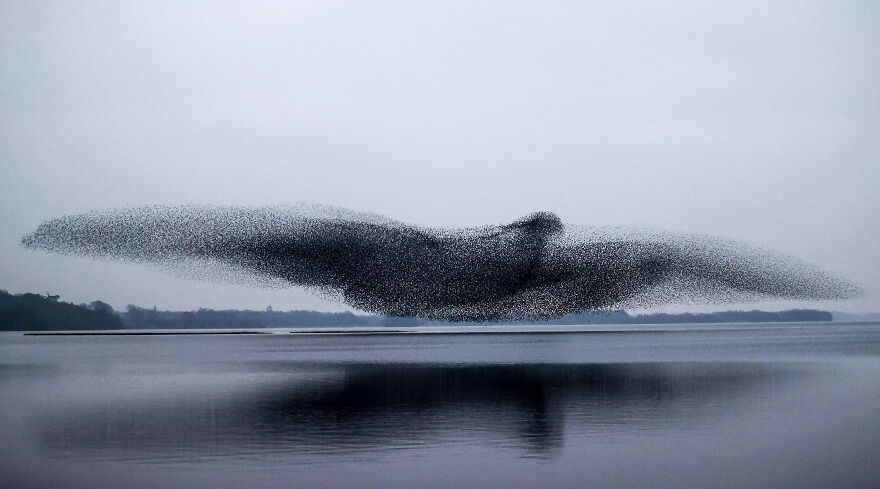 After Following Starlings For 3 Months, This Irish Photographer Captures An Incredible Murmuration In The Shape Of A Huge Bird After Following Starlings For 3 Months, This Irish Photographer Captures An Incredible Murmuration In The Shape Of A Huge Bird