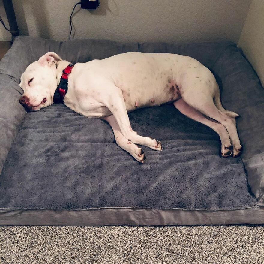 This Underweight Pit Bull Was Found In An Abandoned Apartment, But Her Fortune Has Turned, And Now She's Safe This Underweight Pit Bull Was Found In An Abandoned Apartment, But Her Fortune Has Turned, And Now She's Safe