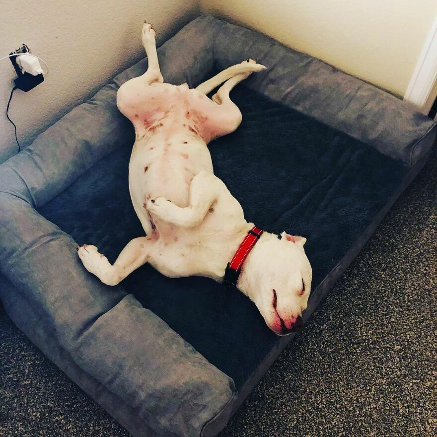 This Underweight Pit Bull Was Found In An Abandoned Apartment, But Her Fortune Has Turned, And Now She's Safe This Underweight Pit Bull Was Found In An Abandoned Apartment, But Her Fortune Has Turned, And Now She's Safe