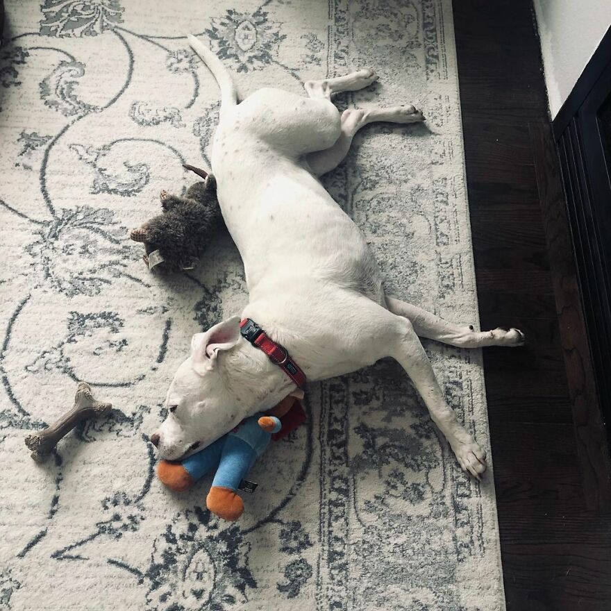 This Underweight Pit Bull Was Found In An Abandoned Apartment, But Her Fortune Has Turned, And Now She's Safe This Underweight Pit Bull Was Found In An Abandoned Apartment, But Her Fortune Has Turned, And Now She's Safe