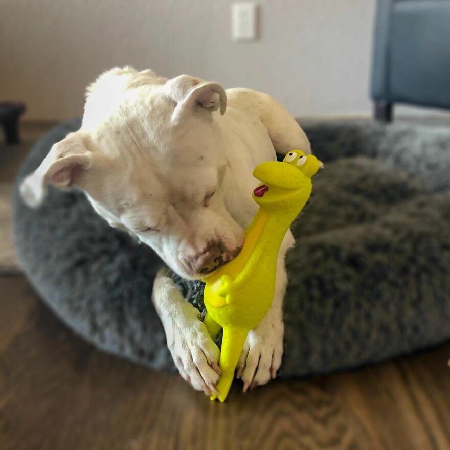 This Underweight Pit Bull Was Found In An Abandoned Apartment, But Her Fortune Has Turned, And Now She's Safe This Underweight Pit Bull Was Found In An Abandoned Apartment, But Her Fortune Has Turned, And Now She's Safe