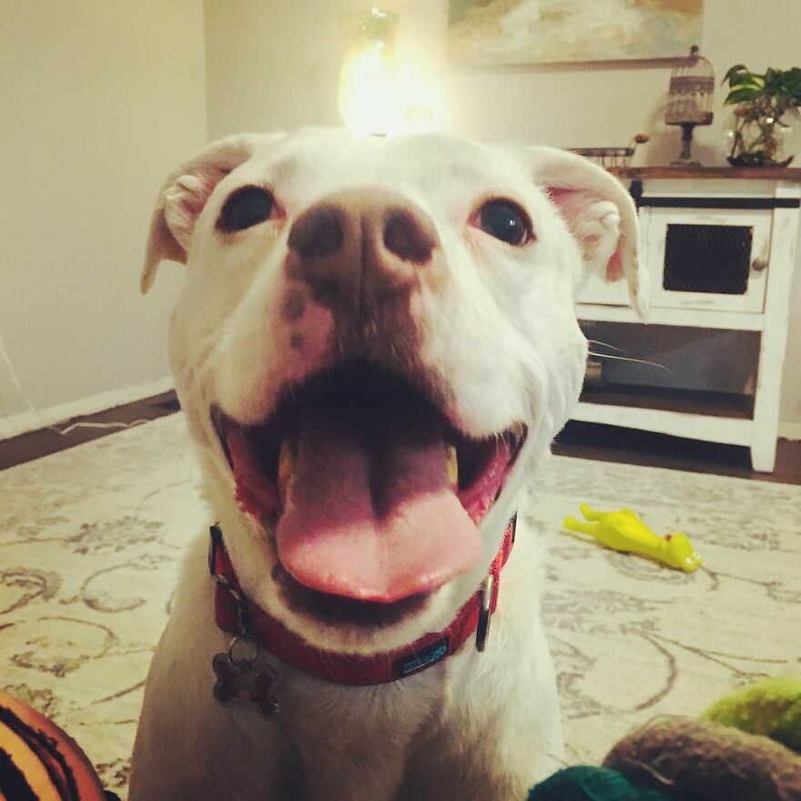 This Underweight Pit Bull Was Found In An Abandoned Apartment, But Her Fortune Has Turned, And Now She's Safe