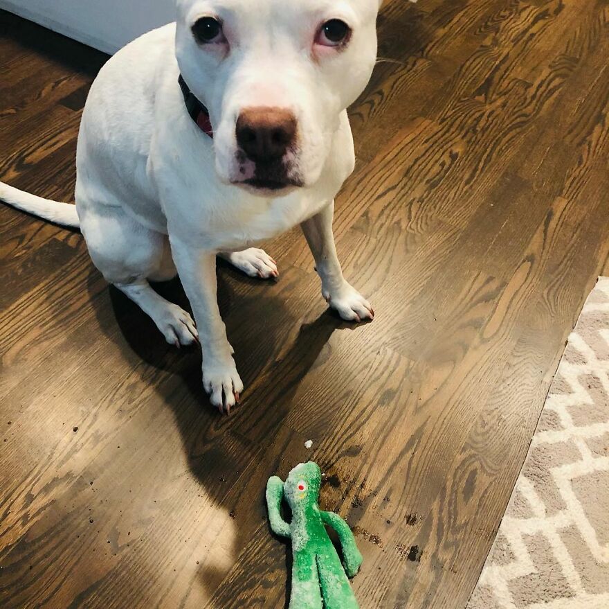 This Underweight Pit Bull Was Found In An Abandoned Apartment, But Her Fortune Has Turned, And Now She's Safe This Underweight Pit Bull Was Found In An Abandoned Apartment, But Her Fortune Has Turned, And Now She's Safe