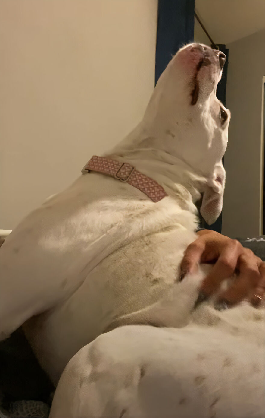 This Underweight Pit Bull Was Found In An Abandoned Apartment, But Her Fortune Has Turned, And Now She's Safe