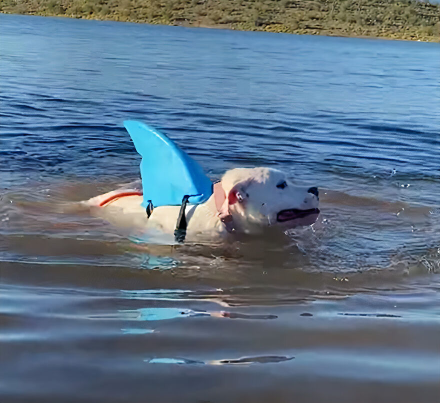 This Underweight Pit Bull Was Found In An Abandoned Apartment, But Her Fortune Has Turned, And Now She's Safe