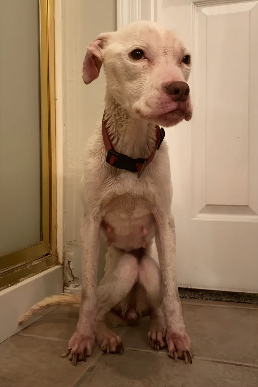 This Underweight Pit Bull Was Found In An Abandoned Apartment, But Her Fortune Has Turned, And Now She's Safe