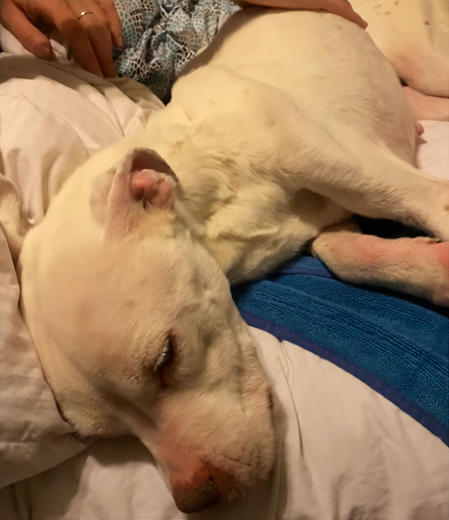 This Underweight Pit Bull Was Found In An Abandoned Apartment, But Her Fortune Has Turned, And Now She's Safe This Underweight Pit Bull Was Found In An Abandoned Apartment, But Her Fortune Has Turned, And Now She's Safe