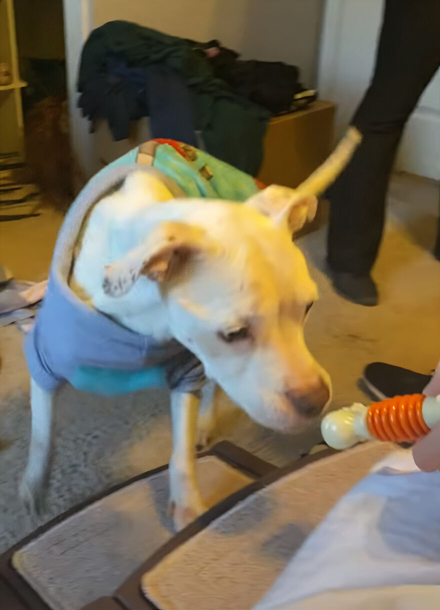 This Underweight Pit Bull Was Found In An Abandoned Apartment, But Her Fortune Has Turned, And Now She's Safe This Underweight Pit Bull Was Found In An Abandoned Apartment, But Her Fortune Has Turned, And Now She's Safe