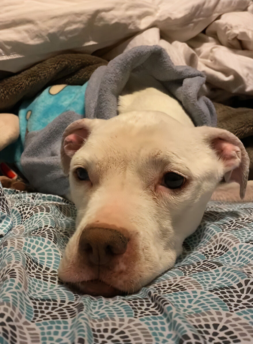 This Underweight Pit Bull Was Found In An Abandoned Apartment, But Her Fortune Has Turned, And Now She's Safe This Underweight Pit Bull Was Found In An Abandoned Apartment, But Her Fortune Has Turned, And Now She's Safe