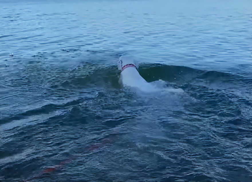 This Underweight Pit Bull Was Found In An Abandoned Apartment, But Her Fortune Has Turned, And Now She's Safe