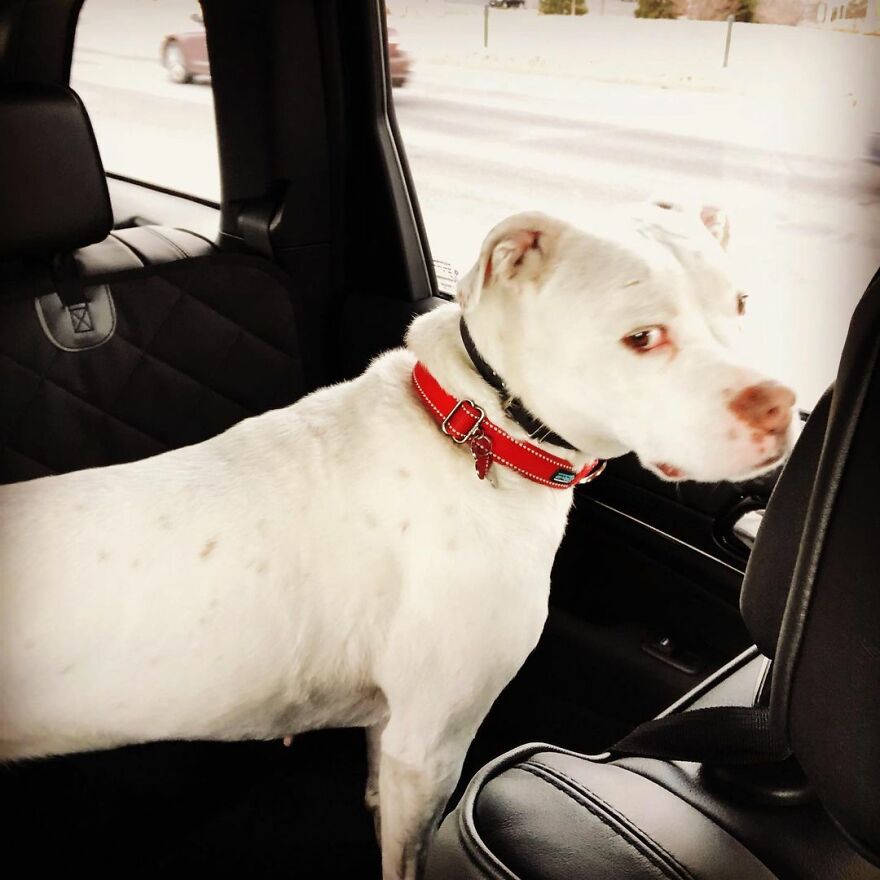 This Underweight Pit Bull Was Found In An Abandoned Apartment, But Her Fortune Has Turned, And Now She's Safe This Underweight Pit Bull Was Found In An Abandoned Apartment, But Her Fortune Has Turned, And Now She's Safe