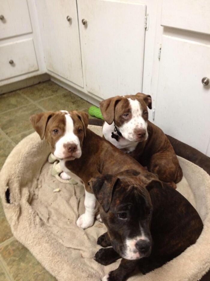 3 Pitties From The Same Litter. Housebreaking Was A Nightmare. But If I Didn't Take Them All, At Least Two Would Have Been Put Down.