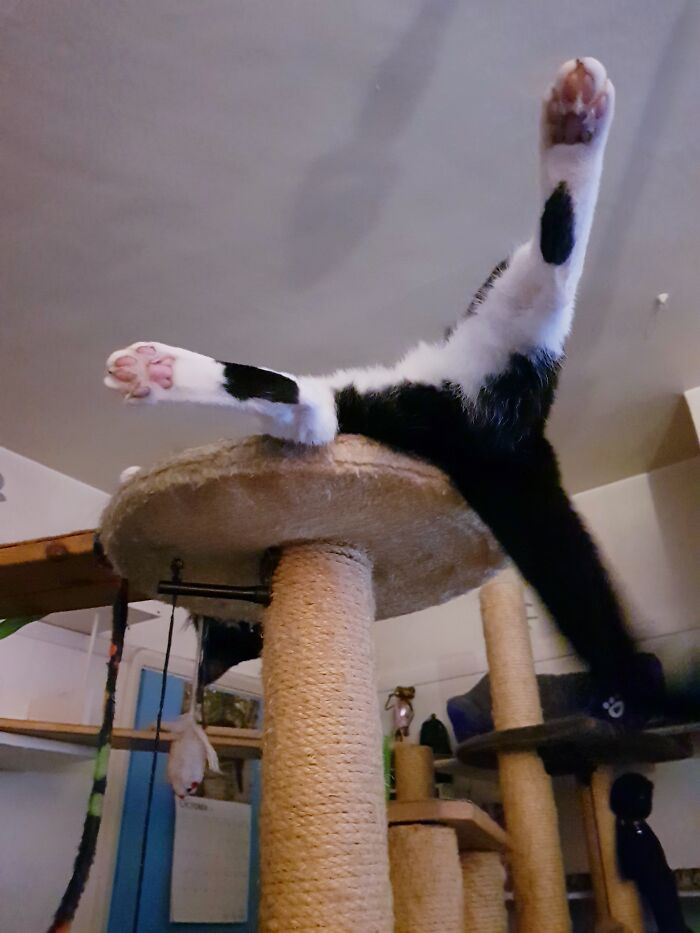 Rosie Was A Weird Cat