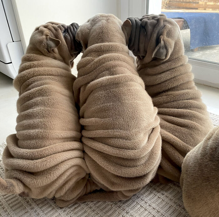 Blanket-Dog-Shar-Pei-Wrinkles-Harvey-Thesharpei