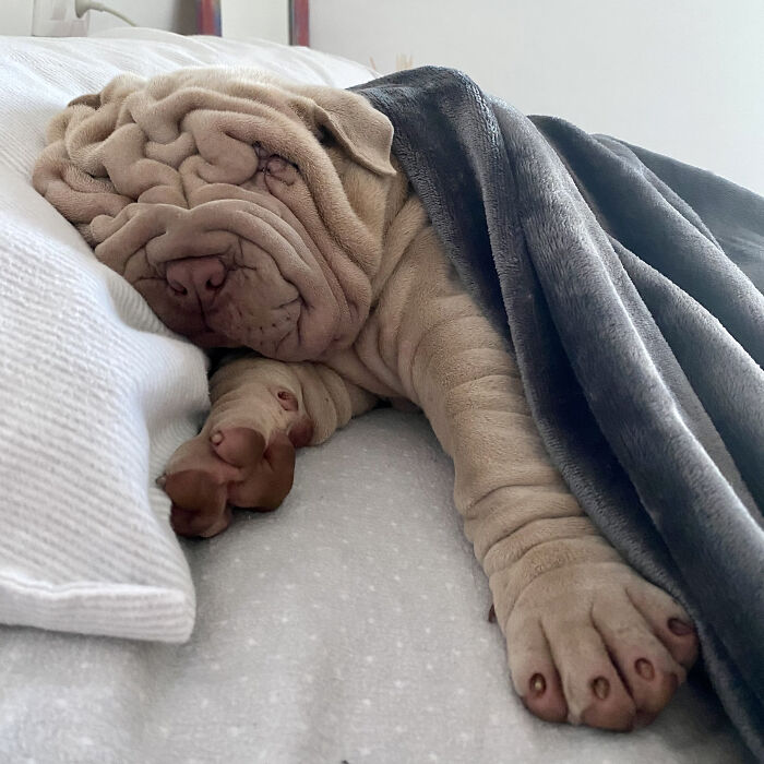 Blanket-Dog-Shar-Pei-Wrinkles-Harvey-Thesharpei