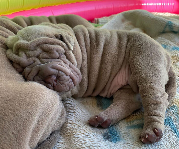 Blanket-Dog-Shar-Pei-Wrinkles-Harvey-Thesharpei