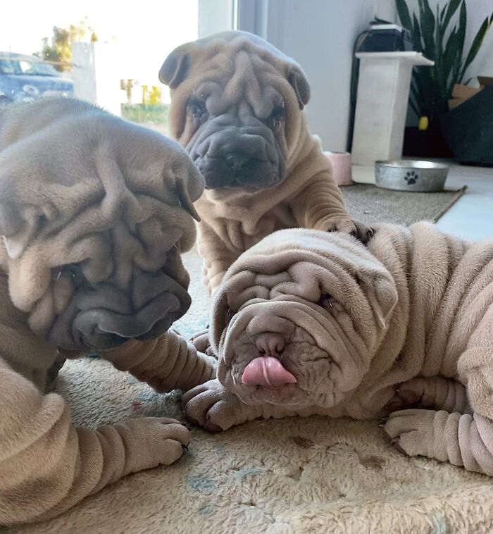 Blanket-Dog-Shar-Pei-Wrinkles-Harvey-Thesharpei